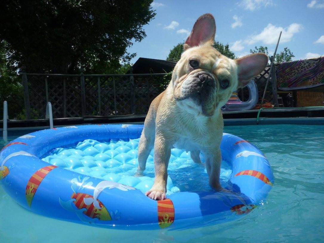 swimming dog